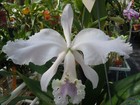 C. Enid `Blue Lu' Classic Coerulea Cattleya Orchid Plant — photo 4
