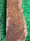 Rough Slab Dinosaur Gem Bone 51g 1/4" Thick Lapidary Cabbing #B-6 — photo 4