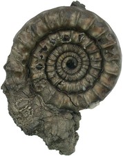 Lias  Echioceras raricostatum  Bemerkenswerter großer Ammonit  Holzmaden  77-9