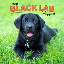 BrownTrout,  Black Lab Retriever Puppies 2026 Wall Calendar, 12'' X 12'', 16-Mon