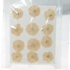 12PCS Real Pressed Dried Off White Rose flower head for art Craft Small Size
