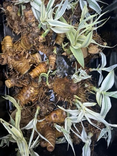 Arundo Donax Variegated Reed Like Bamboo Plant - 5 Rhizomes Free Shipping