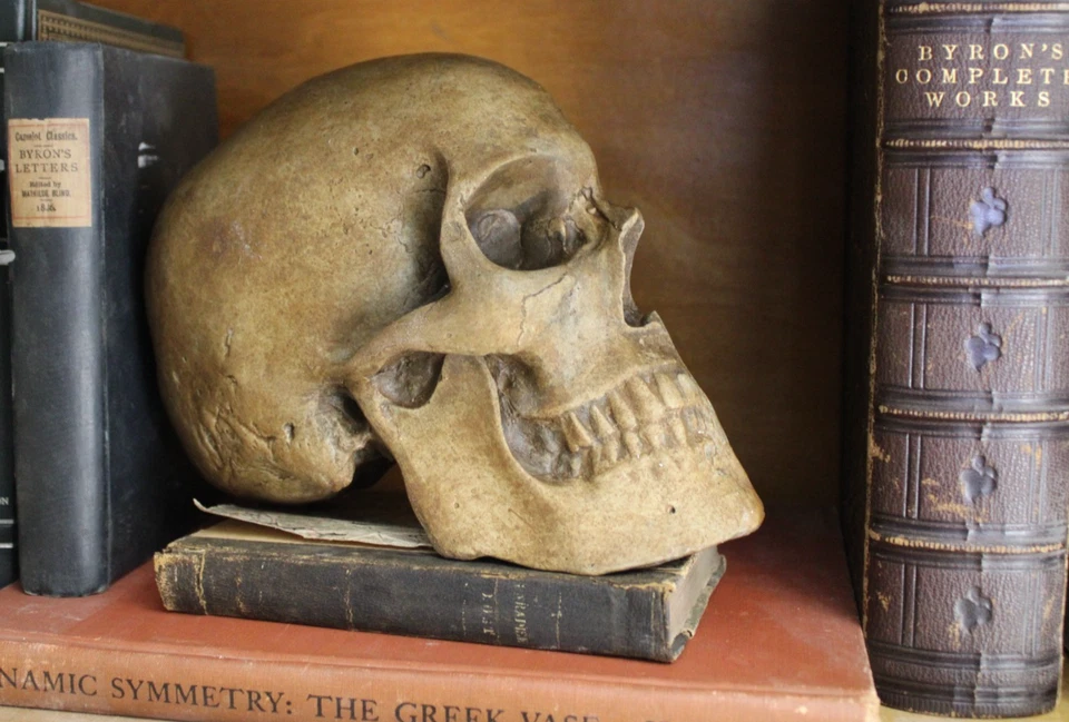 Rare Human Skull Anatomical Medical Death Oddity Funeral Doctors Artists Model - Image 3 of 4