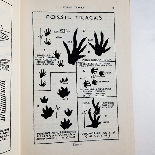 Vintage 1967 Illustrated Animal Tracking Guide | Tracks Trailcraft HC DJ Jaeger - Imagen 9 de 17