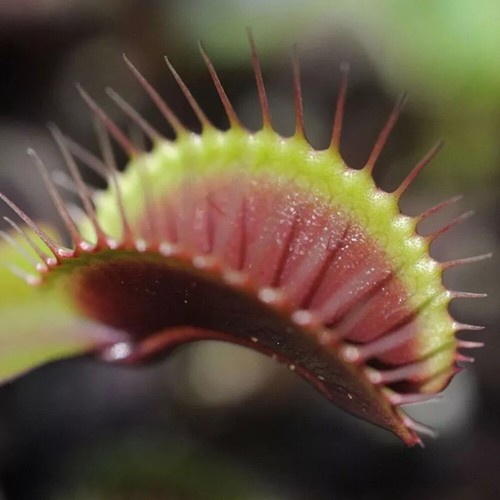 1 X VENUS MOSCAS TRAMPA DIONAEA MUSCIPULA CARNÍVORA PLANTA DE INTERIOR SALUDABLE EN MACETA - Imagen 7 de 11