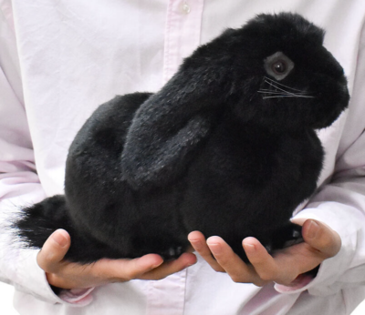 Hansa Holland Lop Realistic Plush Doll Black Rabbit Fluffy Toy
