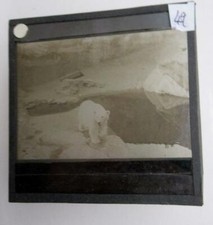 Zoo Animals Pola Bear   Magic Lantern Slide More images down listing