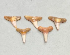 5 colorful Fossil Negaprion brevirostris -  Lemon Shark Teeth - W.  Sahara