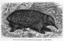 SCHNABELTIER AUSTRALISCHER Stacheligel Erinaceinae  Holzstich von 1891