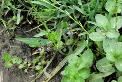 Photo 6x4 Brooklime by the path Biddulph These tiny blue flowers belong t c2011