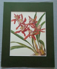 Beautiful Red Flowers Orchid Plant Botanical Art 11 x 14 Matted Ready to Frame