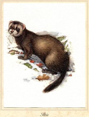 Iltis (Mustela putorius) Grafikmaß: 17,5 x 25,5 cm