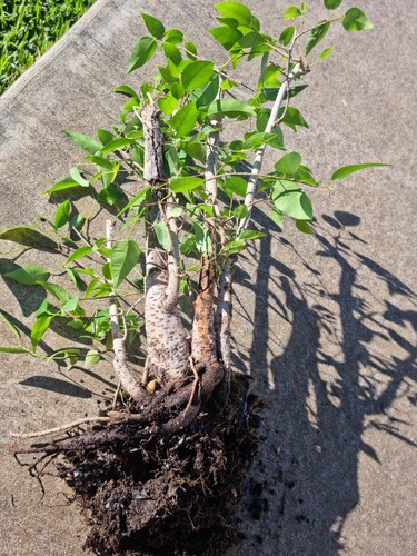 Bonsai Grove Fig Trees - Picture 10 of 10