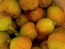 Rare Organic Heirloom Hybrid Haupt fig  tree cuttings from Millberg farm