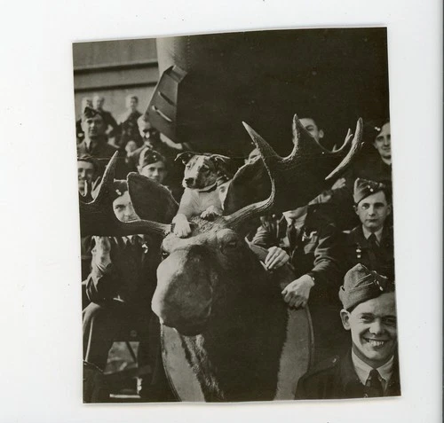 RCAF Military vintage photo ww2 World War Two 419 Squadron Dog Mascot