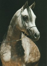 Arabian horse, Gips, Erwin Escher postcard