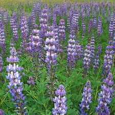 ARROYO LUPINE PURPLE Wildflower Hummingbirds & Pollinators Non-GMO 100 Seeds!