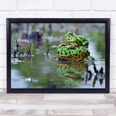 The Love Wildlife Wild Frosch Stier Stier Frosch Mutter Baby grünes Wasser Wandkunstdruck