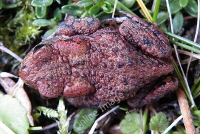 Photo 6x4 Common Toad (Bufo bufo) Kilchattan Bay/NS1055 This was a small c2011