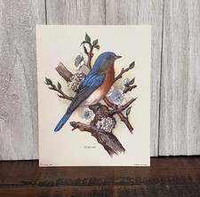 Vintage NOS - Bluebird On Branch 5x4 Litho Print - Nature Birds Floral Ph Gonner
