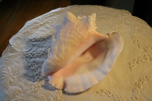 VINTAGE CONCH SHELL 9 INCH BEACH OCEAN SEASHELL QUEEN SEA LARGE AQUARIUM DECOR