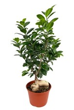 Ginseng Ficus Ficus Microcarpa Bonsai Houseplants 14-18" Tall, 6  Pot
