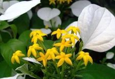 Mussaenda roxburghii | 500_Seeds