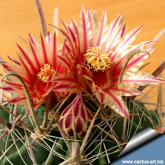 300 seeds Ferocactus herrerae | eBay