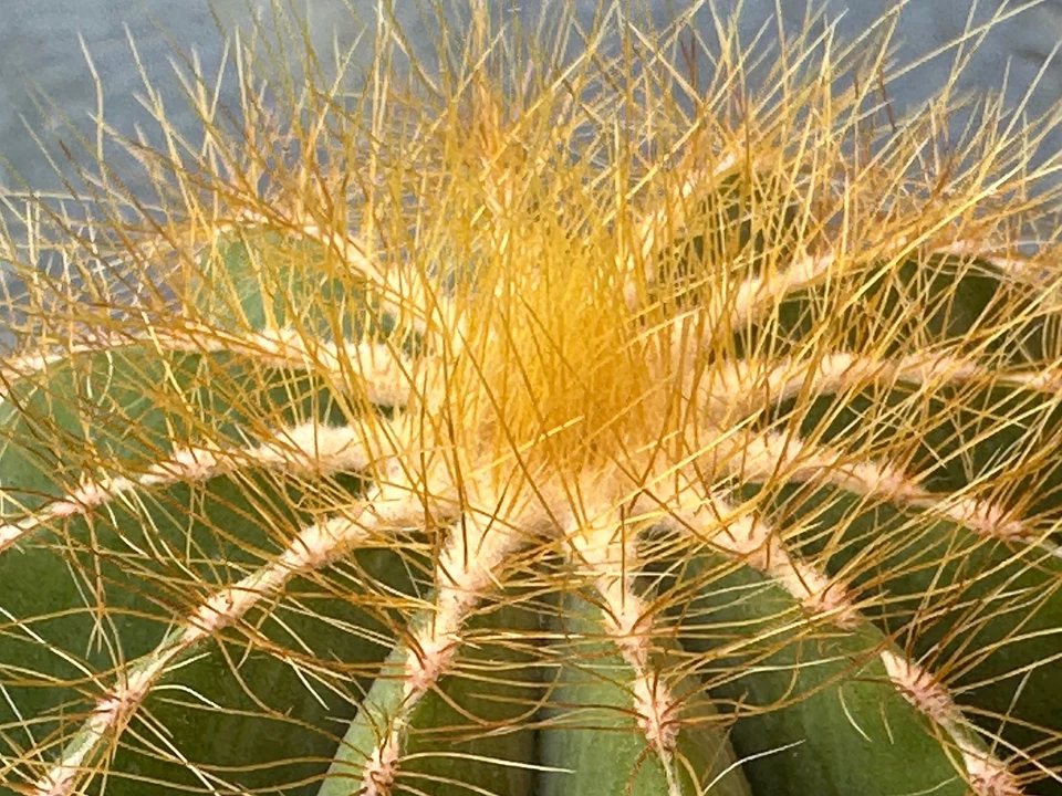 Madura 4" de ancho Parodia Magnifica globo cactus planta exacta viva Foto 4 de 4