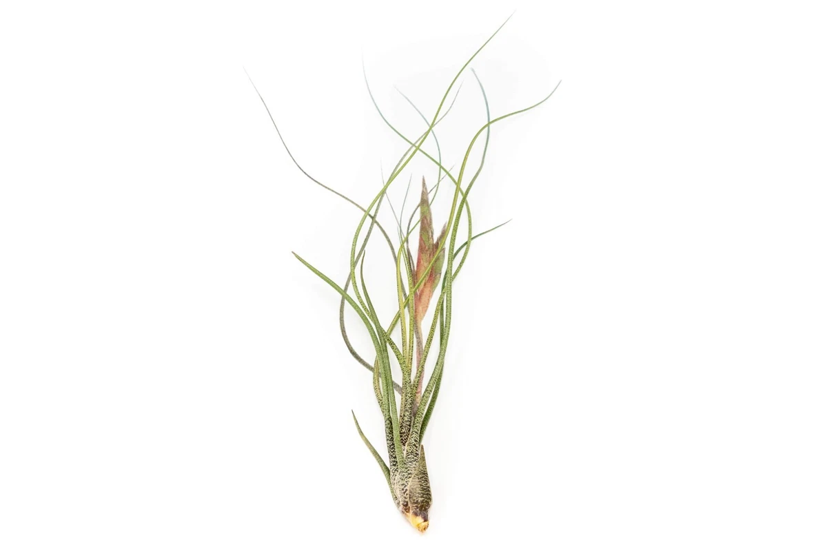 Large Air Plants for sale | eBay