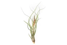Large Tillandsia Butzii Air Plants 5–8" - Easy Care Live Indoor Outdoor Decor