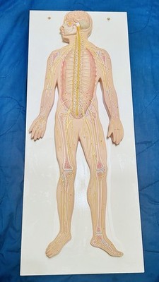 1/2 size Human Nervous system anatomy medical model Central nervous system