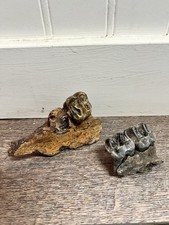 Fossilized Mammalian Tapir Teeth And Mandible Specimen Fragments