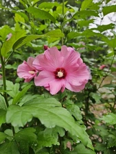 Hibiscus 🌺 Purple Rose Of Sharon Flower Live Shrub