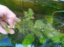 4 Bunches of Live Hornwort Coontail Aquarium Plants for Fish Tank