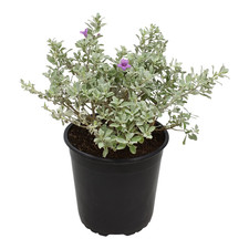 1G Silverado Sage Plant Shrubs Live In Planters For Outdoor