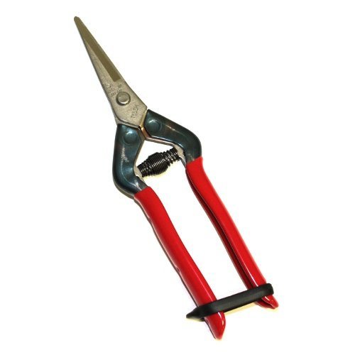 松 盆栽 55 Japanese CHIKAMASA Harvesting Scissors Gardening Agriculture