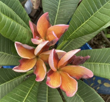 Siam Classic 1 Tip Plumeria Cutting