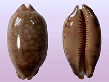 Cypraea scurra f. occidua, Dar Es Salaam, Tanzania, 38.6 mm, DARK