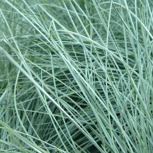 Festuca glauca 'Intense Blue' Fescue Evergreen Hardy Shrub Grass | 9cm Pot - Picture 4 of 7
