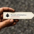 Physalis philadelphica Tomatillo SEEDS Tomatillo Mexican husk tomato