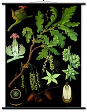 Oak Educational Chart - Botanical Lithograph Linen Backed READY TO HANG!