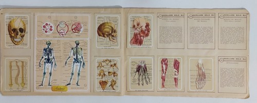 42383 Album figurine Lampo Scuola - Naturama - fig 160/380 - Picture 20 of 24