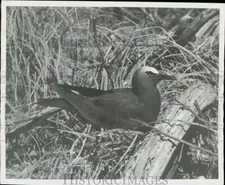 1956 Press Photo Sooty tern nests in Dry Tortugas, Florida - lra87849