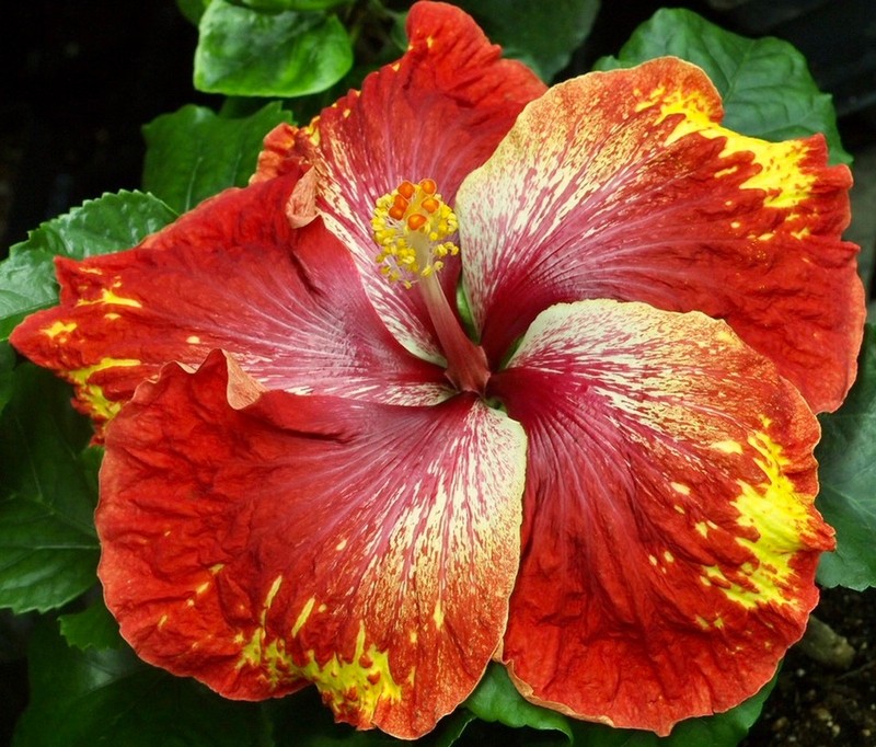 UP AND COMER Tropical Hibiscus -- Plant in 4.5" pot