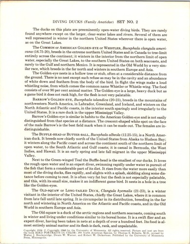 1960 Tauchen Enten Squaw Büffelkopf Golden Eye Vogel Portraits in Farbe - Bild 3 von 3