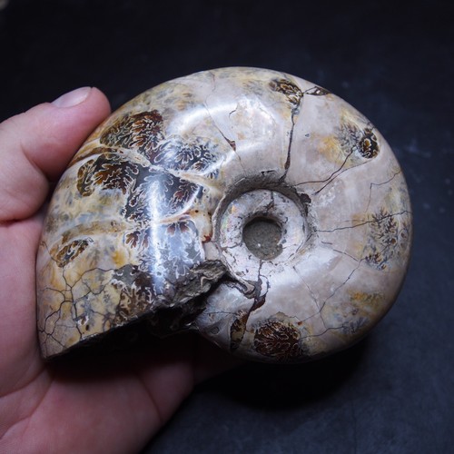 Ammonite Eotetragonites Polished Madagascar Fossil Cretaceous - Picture 4 of 10