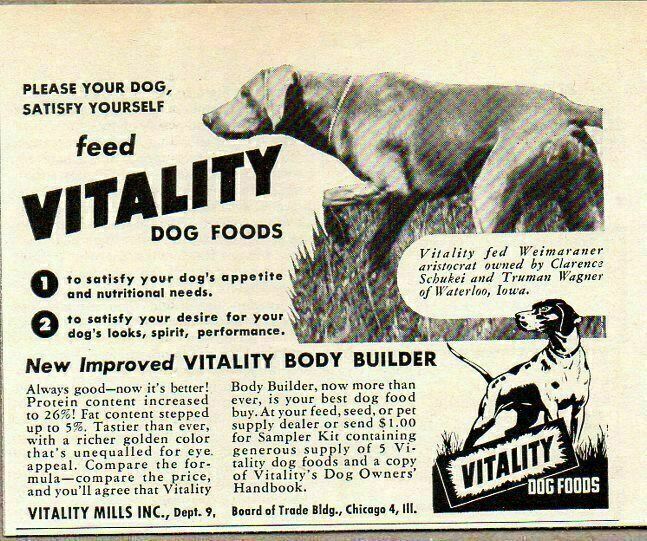 Weimaraner Hunting Dog Chicago,il
