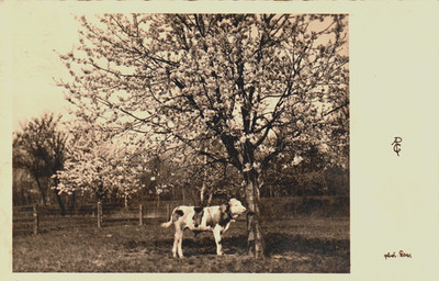 Postcard 1937-cow in the meadow under flowering tree-publisher: 3384 in Austria