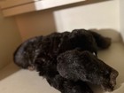 Vintage 1979 DAKIN Gorilla Plush — photo 3